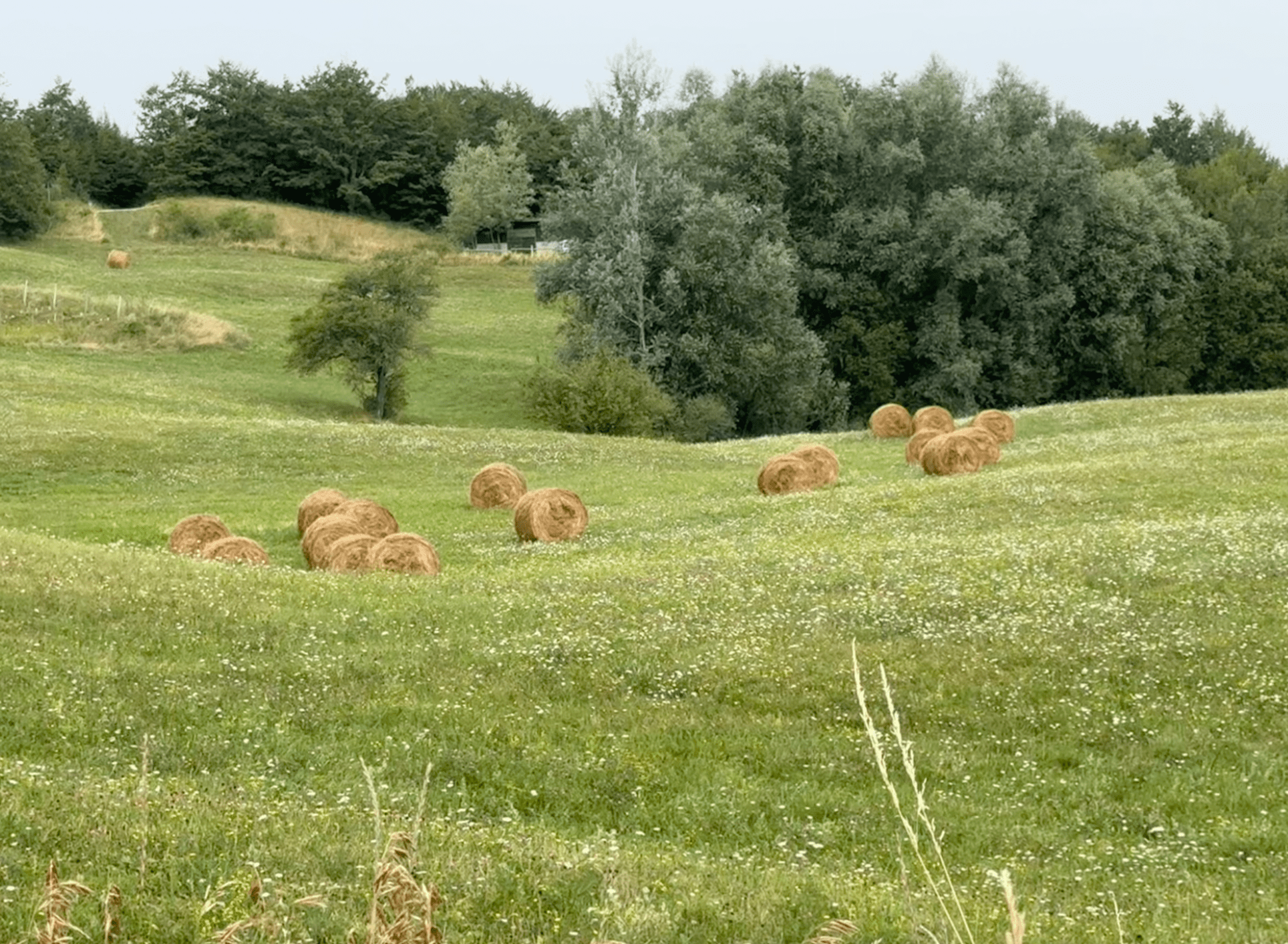 la maialata della tradizione ai roncassi